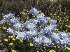 Lachnaea filamentosa