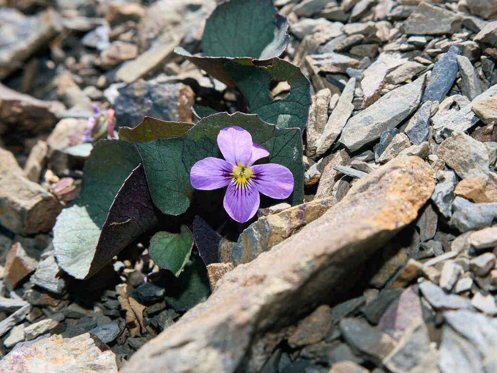 Viola flettii; photograph (c) wweellll, some rights reserved (CC BY)