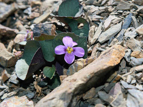Olympic Violet (Viola flettii)