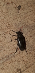 Ptilophorus wrightii