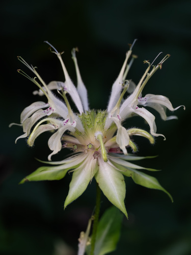 Monarda clinopodia
