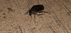 Ptilophorus wrightii