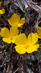 Eschscholzia ramosa