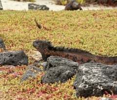 Sesuvium edmonstonei