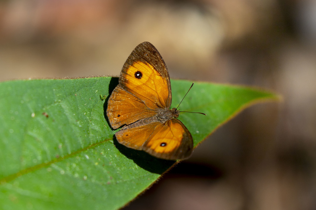Heteropsis maeva