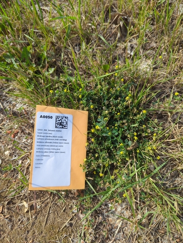 Black Medick