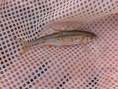 Virgin spinedace (Lepidomeda mollispinis) — Cyprinidae — 5