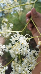 Epidendrum verrucosum