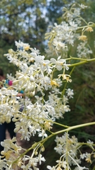 Epidendrum verrucosum