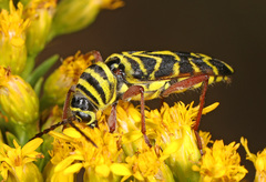 Megacyllene robiniae