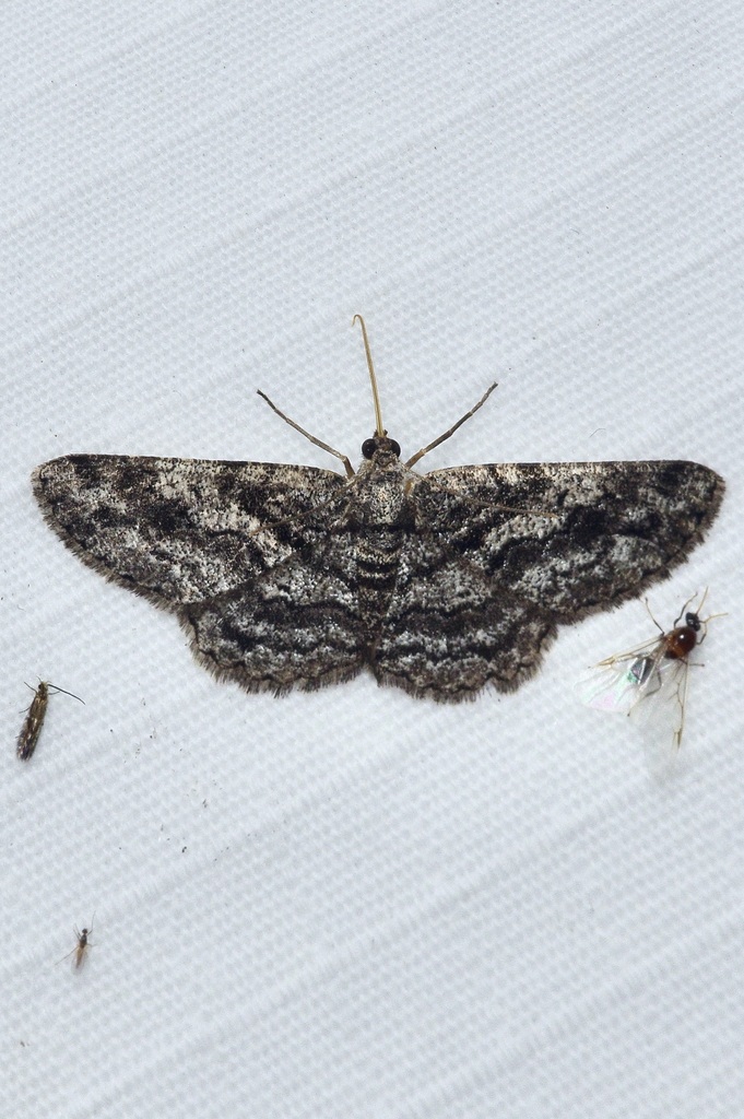 Brindled Gray