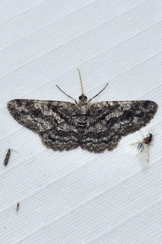 Brindled Gray