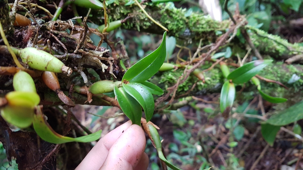 Prosthechea pygmaea