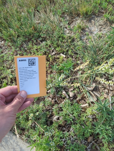 White Sweetclover