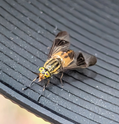 Gemeni Deer Fly photo 4