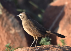 Cercotrichas coryphoeus coryphoeus