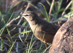 Cercotrichas coryphoeus coryphoeus