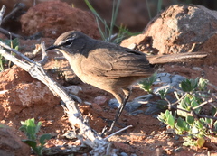 Cercotrichas coryphoeus coryphoeus