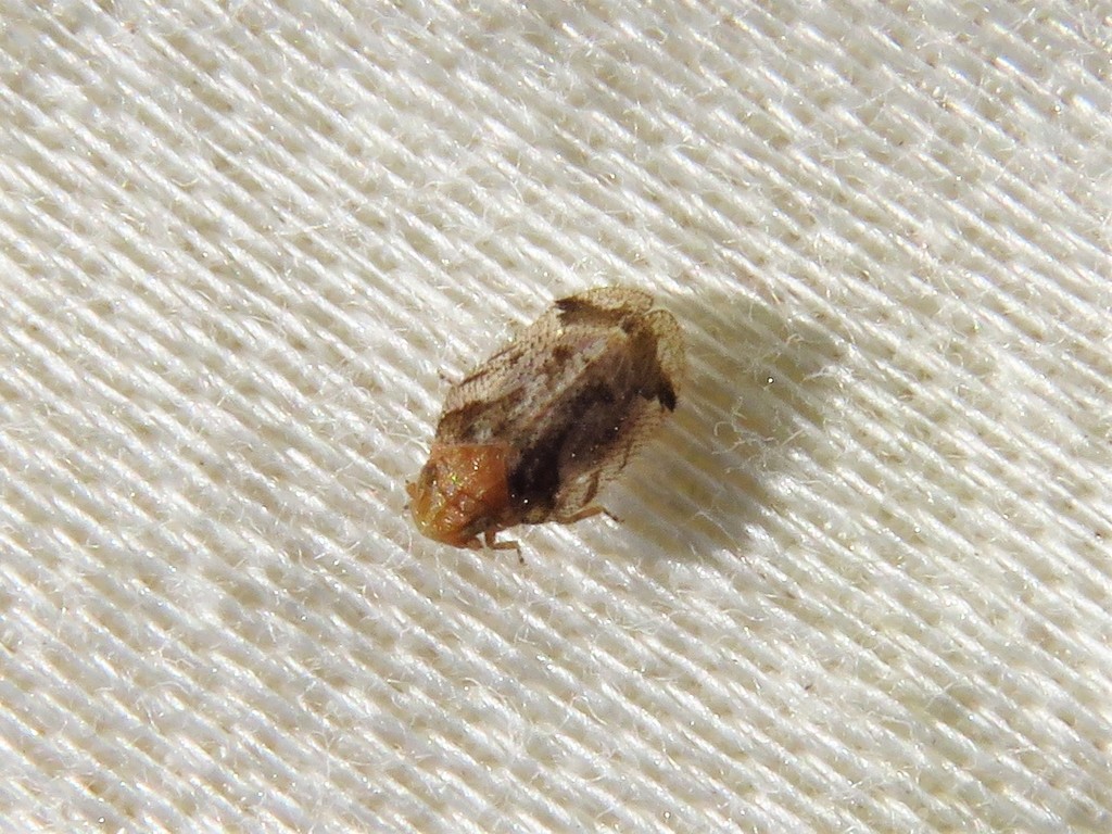 Microledrida fuscata