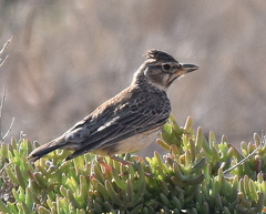 Galerida magnirostris