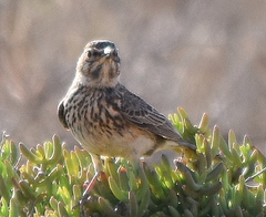 Galerida magnirostris