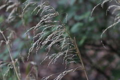 Trisetum virletii
