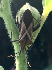 Ochrochira