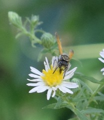 Pachodynerus guadulpensis