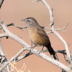 Cercotrichas coryphoeus coryphoeus