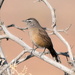 Common Karoo Scrub-Robin - Photo (c) copper, some rights reserved (CC BY-NC), uploaded by copper