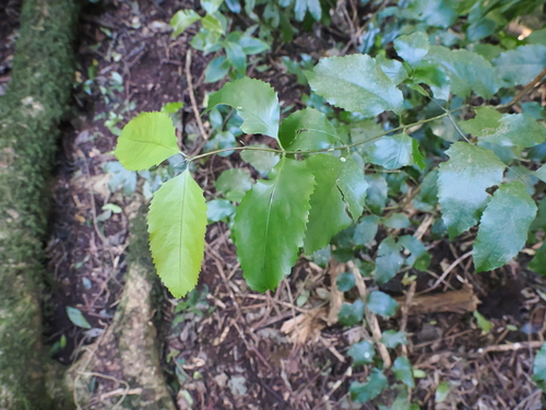 Daphnandra apatela (Daphnandra apatela)