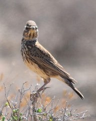 Galerida magnirostris magnirostris