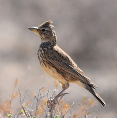 Galerida magnirostris magnirostris