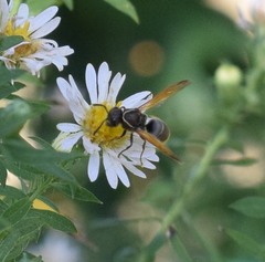 Pachodynerus guadulpensis