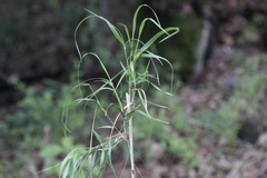 Trisetum virletii