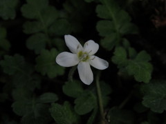 Ellisiophyllum pinnatum