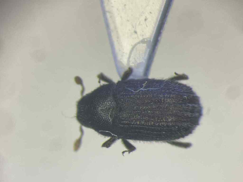 Phloeosinus canadensis