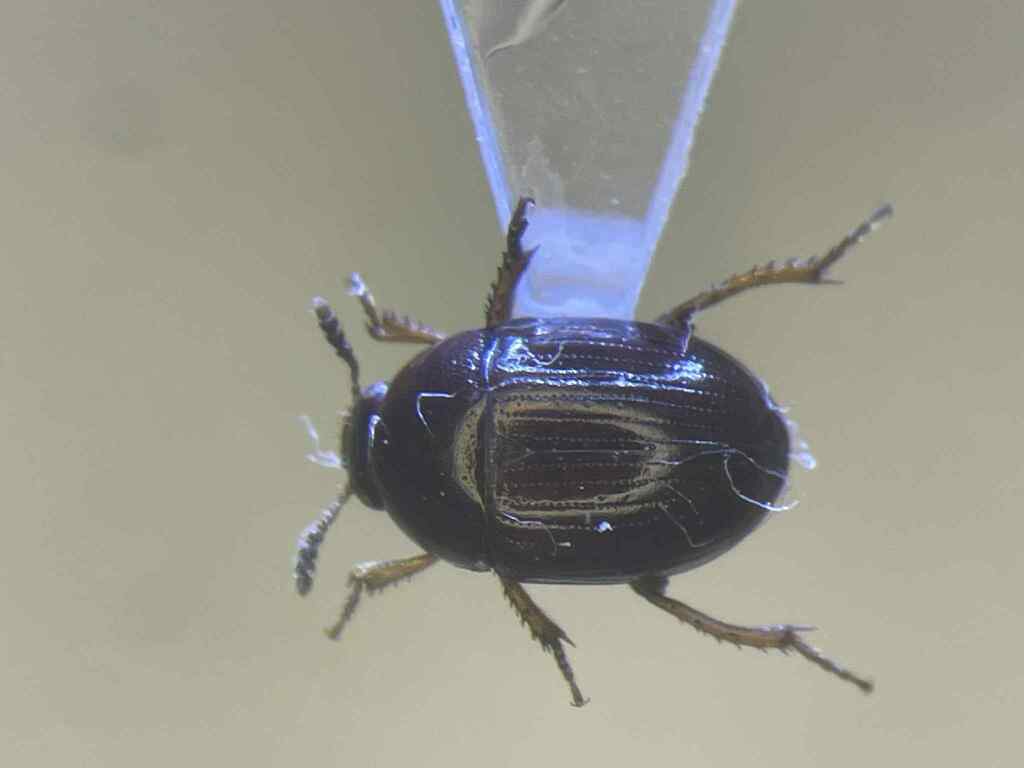 Leiodes assimilis