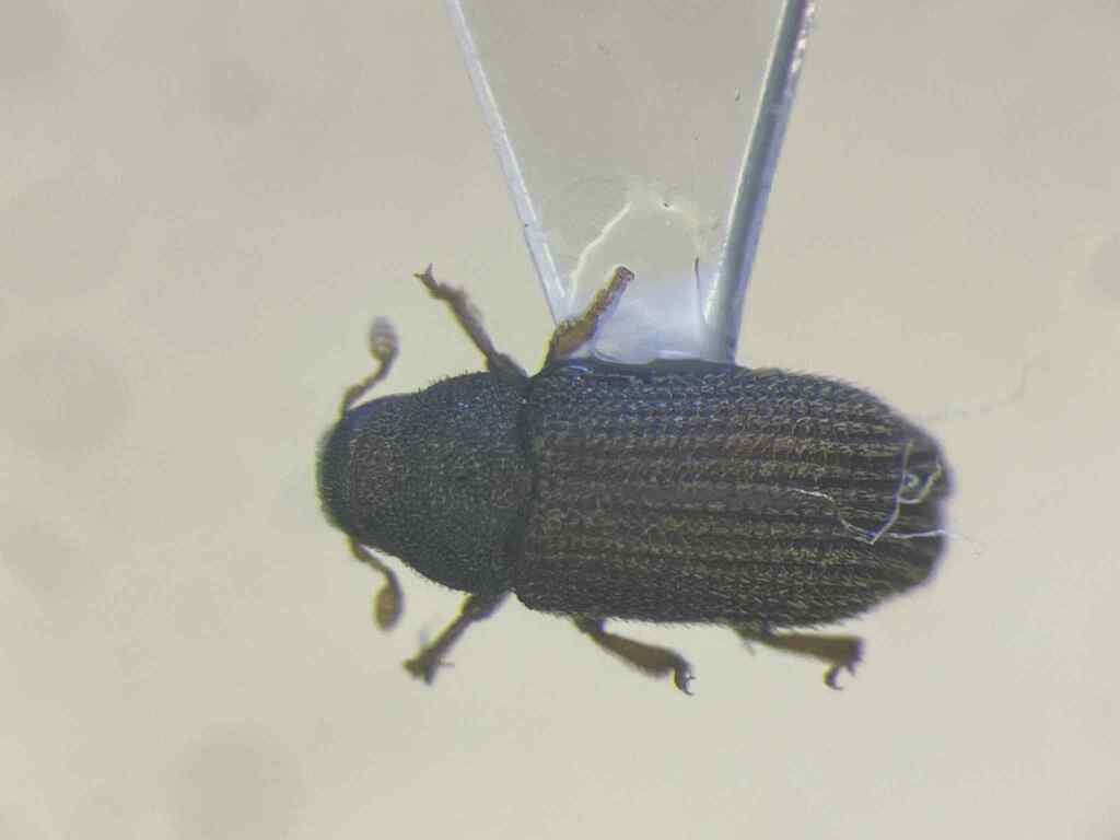 Xylechinus americanus