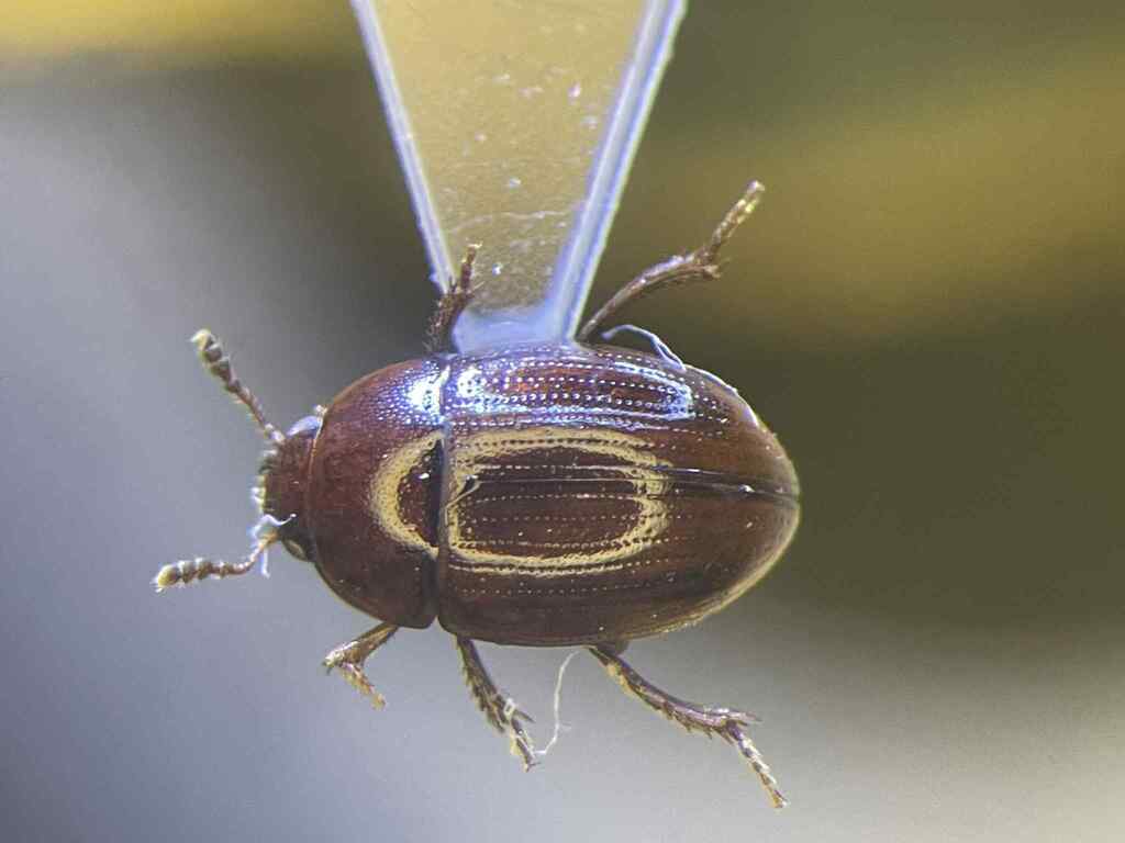 Leiodes neglecta