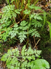 Conioselinum chinense