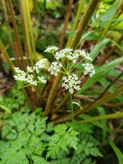 Conioselinum chinense