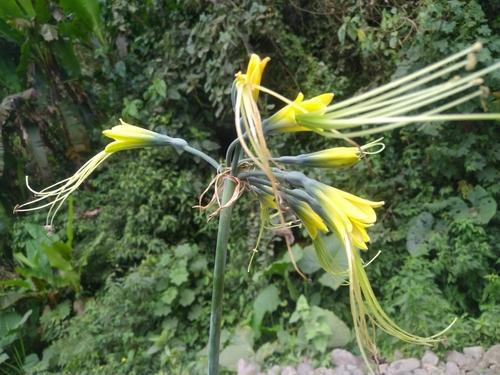 Eucrosia aurantiaca