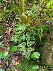 Conioselinum chinense