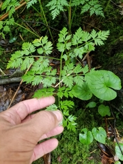 Conioselinum chinense