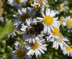 Melissodes dentiventris