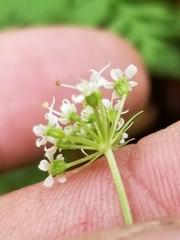 Conioselinum chinense