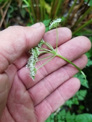 Conioselinum chinense