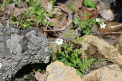Oxalis alpina