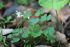 Oxalis alpina